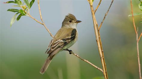 Willow flycatcher (Empidonax traillii) | Pullman, Steptoe Butte State Park (Washington)