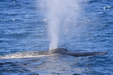 Star of Honolulu Reports Record Humpback Whale Sightings! - Dinner Cruises & Whale Watch Cruises