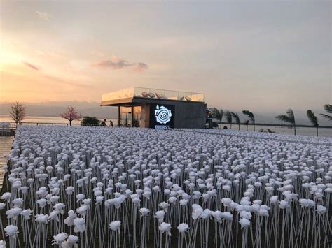 10,000 LED roses attract customers, tourists to Korean café in Cebu | The Filipino Times