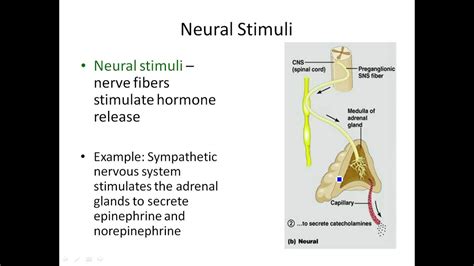 Chapter 16- Stimuli for Hormonal Secretion - YouTube