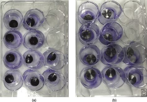 Crystal violet is a stain picked up by the biofilm. (a) Crystal... | Download Scientific Diagram