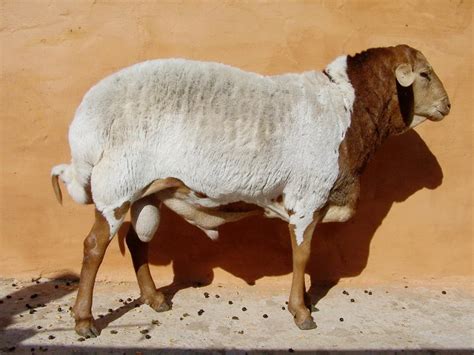 Indigenous Sheep Breeds in South Africa