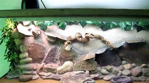 bearded dragon tank setup - YouTube