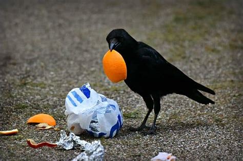 The Crow Diet: What Do Crows Eat? (8 favorite foods & strategy)