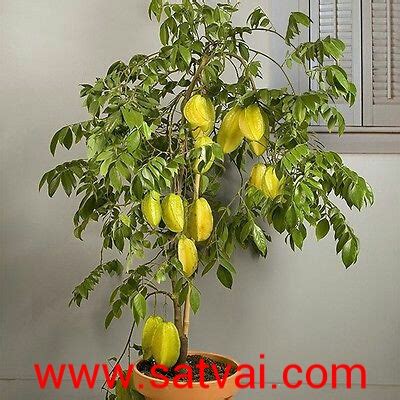 star fruit plant-kamranga fruit all plant home delivery all bangladesh