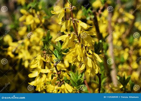 Golden bell flowers stock image. Image of background - 112530939