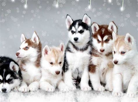 Pomsky Dog Breed Information - Inside Dogs World