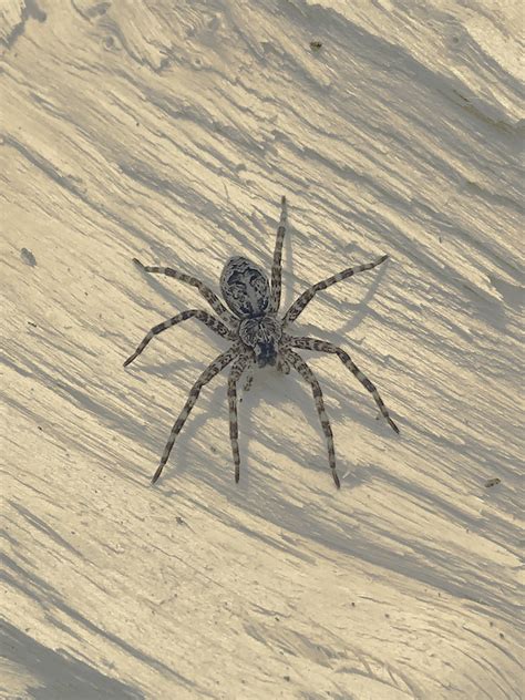 Dolomedes tenebrosus (Dark Fishing Spider) in Conestogo, Ontario Canada