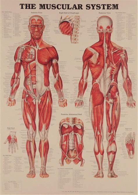 Human Body Structure Anatomy Chart Pop Poster Decorative Painting Core Kraft Paper Vintage ...