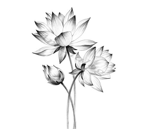 Lotus Sketch Botanical Print Digital File JPEG Hygge Art - Etsy