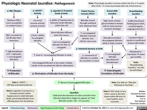 Physiologic Neonatal Jaundice: Pathogenesis | Calgary Guide