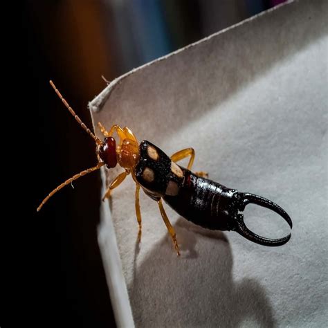 Earwig Life Cycle - Egg, Baby, and Adult Earwig Stages