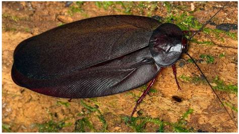 4 Largest Cockroach Species That You Might Want To See - WhatDeWhat