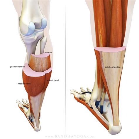 The Gastrocnemius/Soleus Complex in Yoga - YogaUOnline