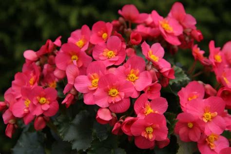 How to Plant and Care for Begonias: A Step-By-Step Growing Guide for Beginners