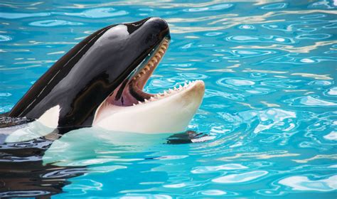 SeaWorld Offered $250,000 to Release Marine Animals to Sanctuaries ...