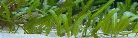 Caulerpa Taxifolia Aquarium