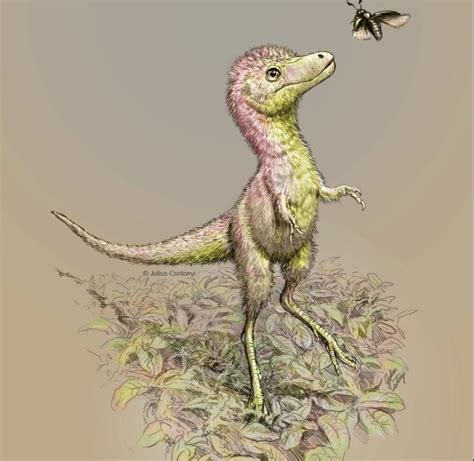 Baby tyrannosaurs dinosaurs were the 'size of a Border Collie' - BBC News