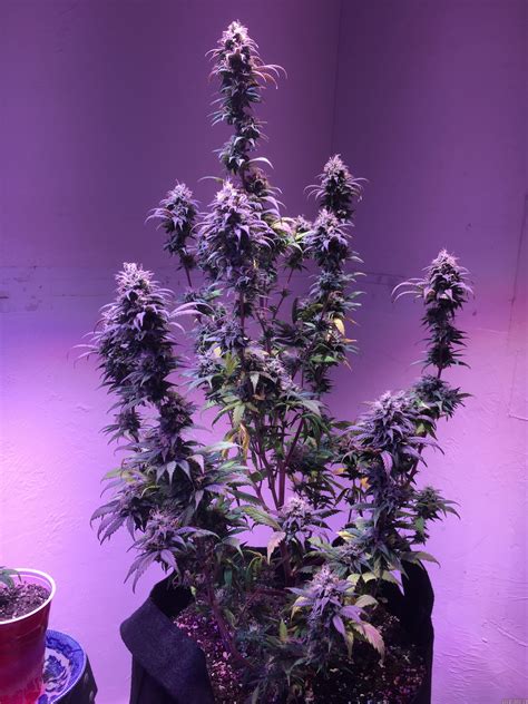 Northern Lights #5 (Bodhi Seeds) :: Cannabis Strain Info