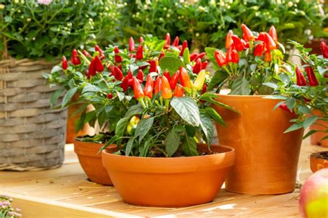 How to Grow Peppers In Pots: 9 Tips for Success - Clean Green Simple