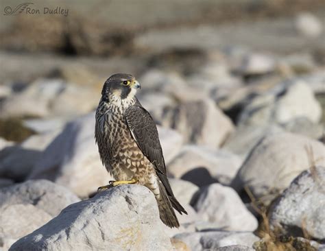 Juvenile Peregrine Falcon (plus a look at the falcon “nostril cone ...