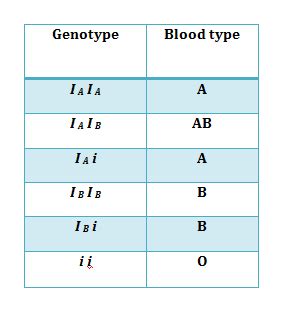 Co-dominance and Multiple Alleles Based on Blood Group System