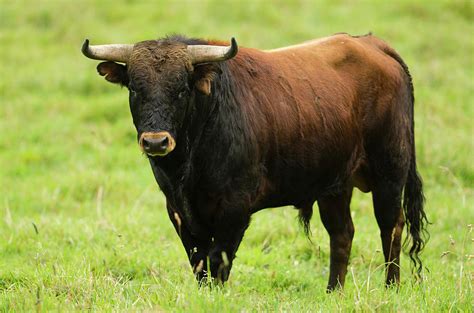 Spanish Fighting Bull, Ecuador by Danita Delimont