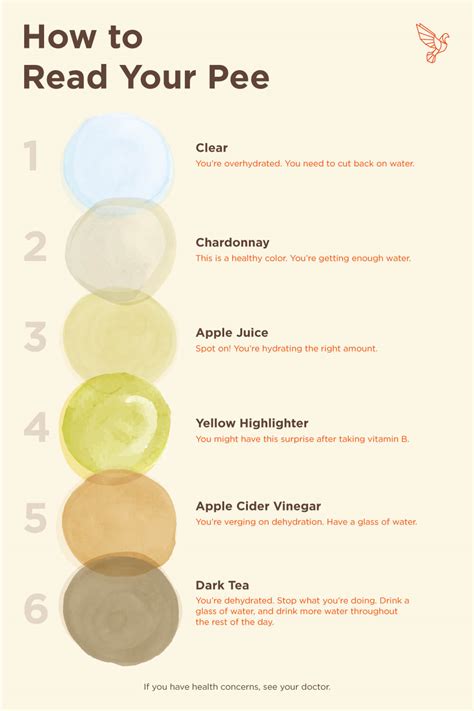 This Urine Color Chart Explains How to Read Your Pee | Bulletproof