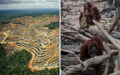 Kamu Wajib Tahu! Inilah Fakta Kerusakan Hutan Kalimantan Yang Bikin ...