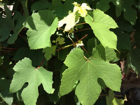 Pick and Preserve Grape Leaves