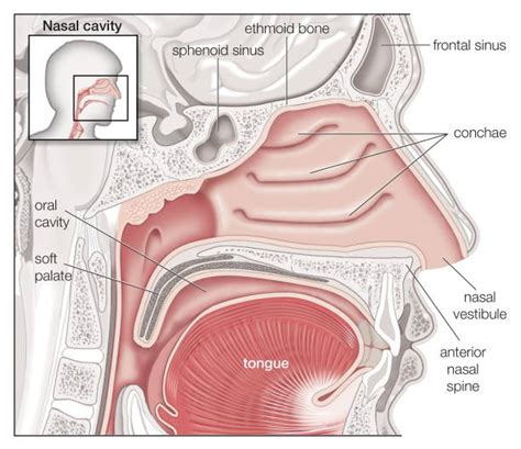 Anatomi Hidung Manusia, dari Bagian Luar hingga Dalam