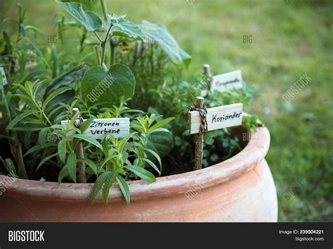 Potted Herb Garden Image & Photo (Free Trial) | Bigstock