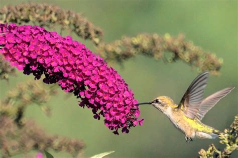 azircounter: Best Hummingbird Flowers Zone 8 - 10 Great Plants For Attracting Hummingbirds ...