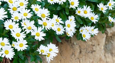 How to Plant, Grow, and Care For Montauk Daisies