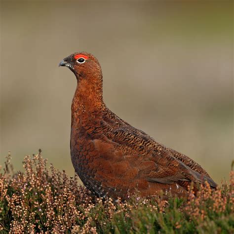 red-grouse - Frith Lodge Keld