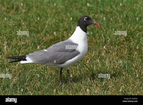 Laughing Gull in full summer breeding plumage, from Chincoteague Island ...