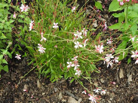 Gaura lindheimeri (White Gaura) | North Carolina Extension Gardener Plant Toolbox