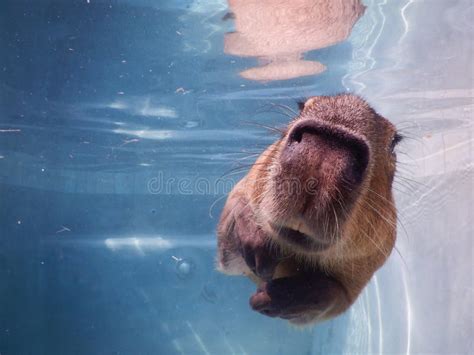 Capybara swimming stock image. Image of swamps, marshes - 24905099