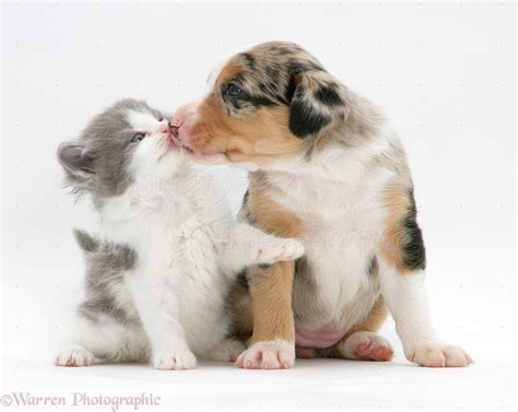 Pets: Border Collie pup and kitten kissing photo WP10950