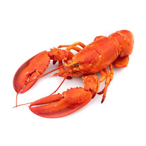 Buy Live Boston Lobster Online Seafood Delivery | Global Live Seafood