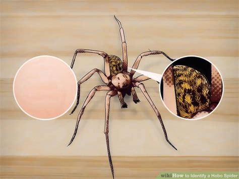 How to Identify a Hobo Spider: 10 Steps (with Pictures) - wikiHow