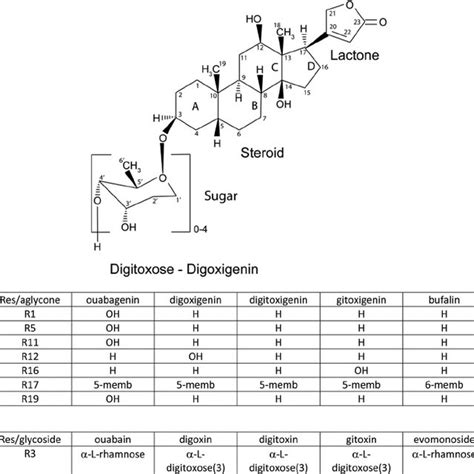 Reactivation of digoxigenin and digoxigenin n -digitoxide-inhibited ...