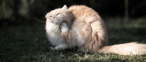 Ear Dermatitis in Cats: Signs & Treatment | Royal Canin US