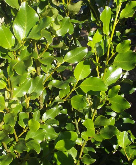 Griselinia littoralis x 30 Landscape Grade | Orari Nursery Online