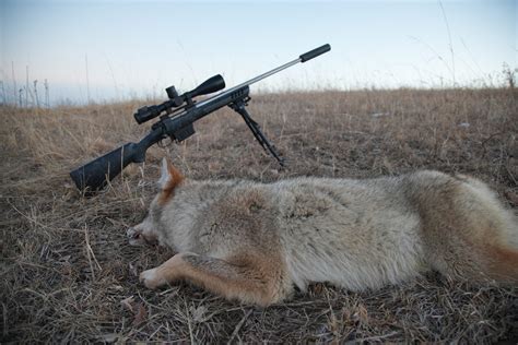 What’s the Best Varmint Caliber? Here are the Top 5 Options – Silencer Central