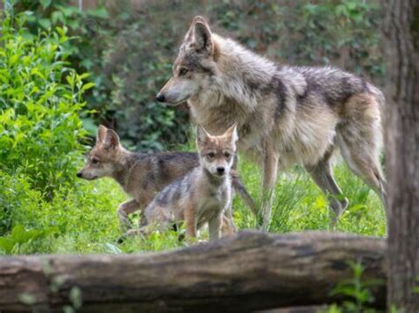 Mexican Wolf - Endangered Wolf Center