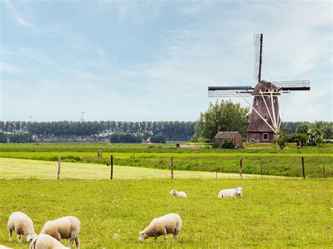 Evicting Livestock From the Netherlands to Curb Nitrogen Emissions: Will It Work?