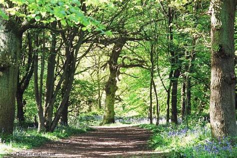 Heart of England: The Forest of Arden