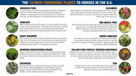 10 Most Poisonous Plants to Horses in the US - Oregon Horse Council