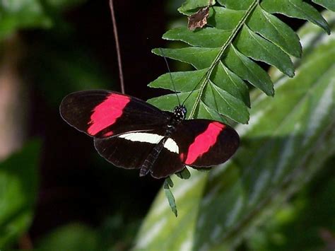 Field Trip: Fort Worth Botanical Garden's Butterfly Exhibit